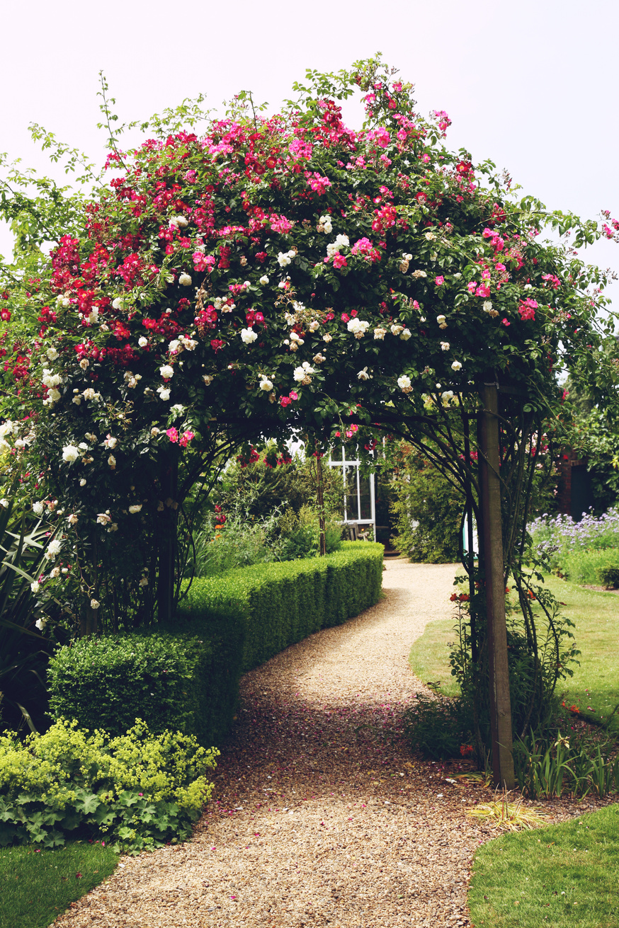 beautiful rose arch